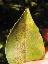               Margin (Winter Haven, FL)       