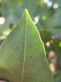               Margin (Winter Haven, FL)       