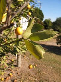            Sun leaves (Winter Haven, FL)   