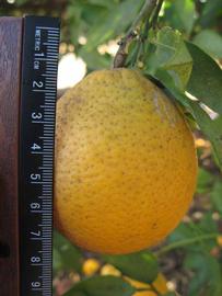              Fruit (Winter Haven, FL)       