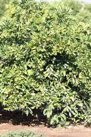              Habit (Riverside, CA)       