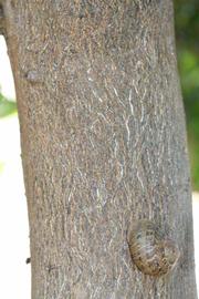              Bark (Riverside, CA)       