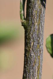              Second - third year twig (Riverside, CA)       