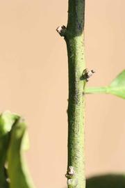              First year twig (Riverside, CA)       