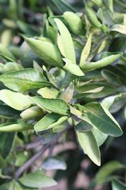              Sun leaves (Riverside, CA)       