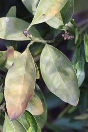              Sun leaves (Riverside, CA)       