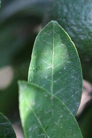              Shade leaves (Riverside, CA)       