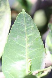              Margin (Riverside, CA)       