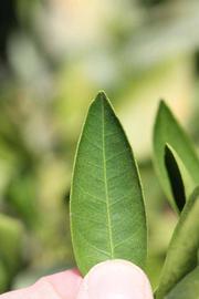              Margin (Riverside, CA)       