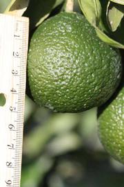              Immature fruit (Riverside, CA)       