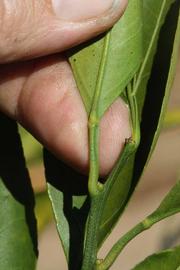              Petiole (Riverside, CA)       