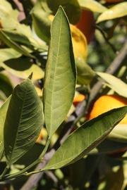              Unifoliolate leaf (Riverside, CA)       