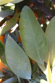              Unifoliolate leaf (Riverside, CA)       