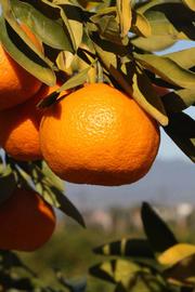              Fruit (Riverside, CA)       