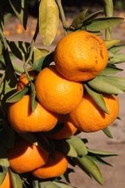              Fruit (Riverside, CA)       