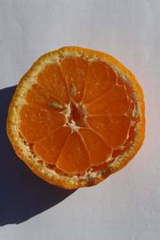              Fruit cross-section (Riverside, CA)       