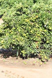              Habit (Riverside, CA)       