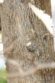              Bark (Riverside, CA)       