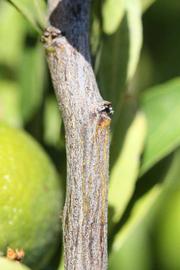              Second - third year twig (Riverside,   CA)       