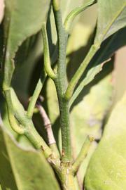              First year twig (Riverside, CA)       