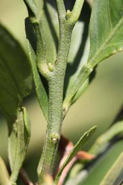              First year twig (Riverside, CA)       