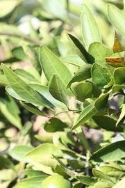              Sun leaves (Riverside, CA)       