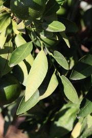              Sun leaves (Riverside, CA)       