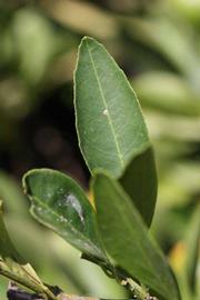              Margin (Riverside, CA)       