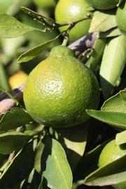              Immature fruit (Riverside, CA)       