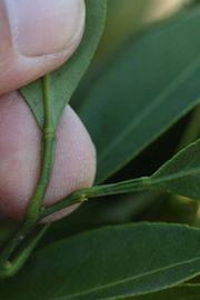              Petiole (Riverside, CA)       