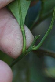              Petiole (Riverside, CA)       