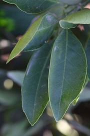              Shade leaves (Riverside, CA)       