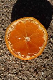              Fruit cross-section (Riverside, CA)       