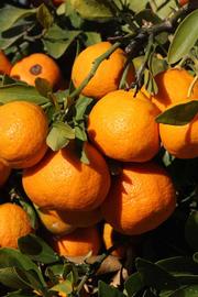              Fruit (Riverside, CA)       