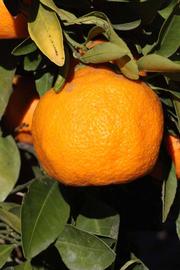              Fruit (Riverside, CA)       