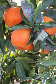              Fruit (Riverside, CA)       