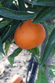              Fruit (Riverside, CA)       