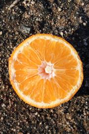              Fruit cross-section (Riverside, CA)       