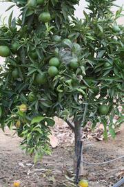              Habit (Riverside, CA)       