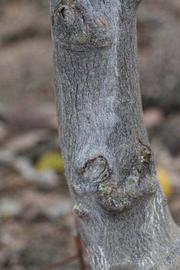              Bark (Riverside, CA)       
