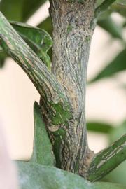              Second - third year twig (Riverside,   CA)       