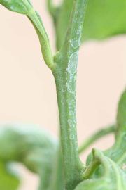              First year twig (Riverside, CA)       