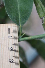              Petiole and thorn (Riverside, CA)       