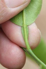              Petiole (Riverside, CA)       