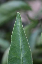              Margin (Riverside, CA)       