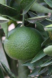              Immature fruit (Riverside, CA)       