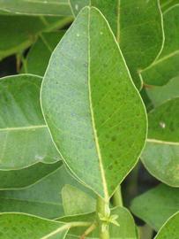              Unifoliolate leaf of  Atalantia monophylla          (Riverside, CA)       