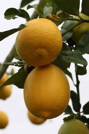              Fruit (Riverside, CA)       