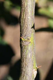              Second - third year twig (Riverside, CA)       