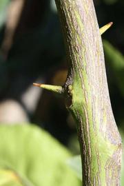              Second - third year twig (Riverside, CA)       